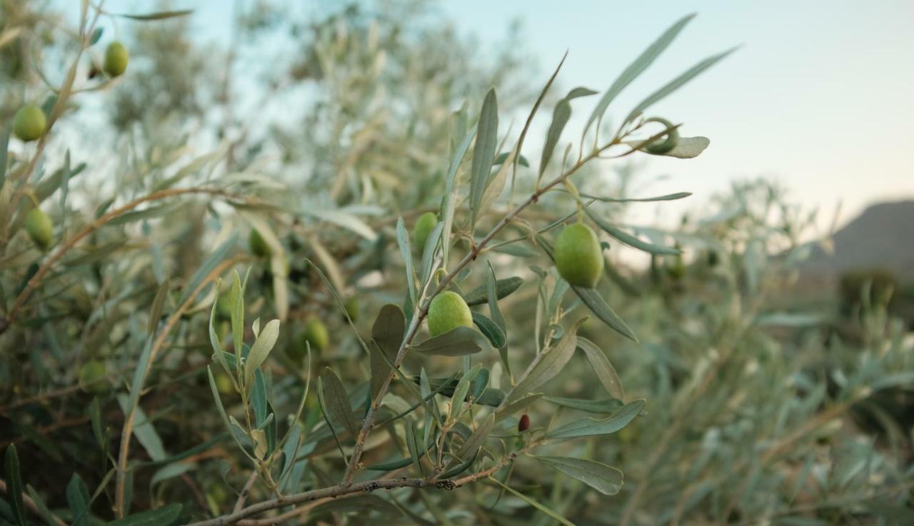 阿纳维索斯 Olive Grove旅馆 外观 照片